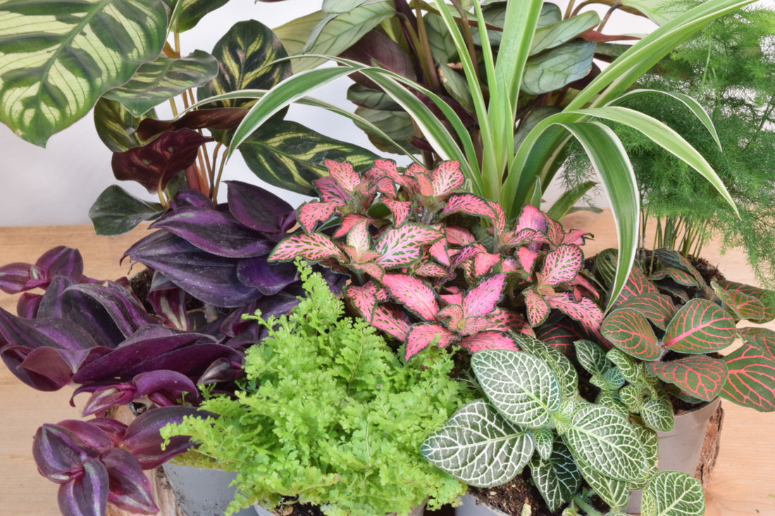 How to Create a Stunning Closed Plant Terrarium: A DIY Step-by-Step Guide