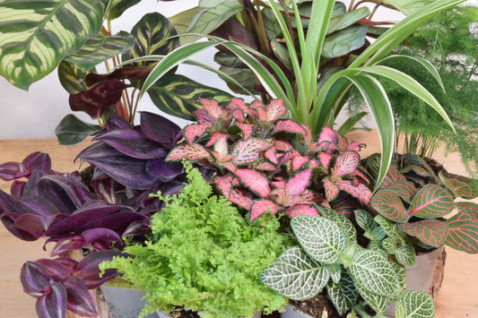 How to Create a Stunning Closed Plant Terrarium: A DIY Step-by-Step Guide