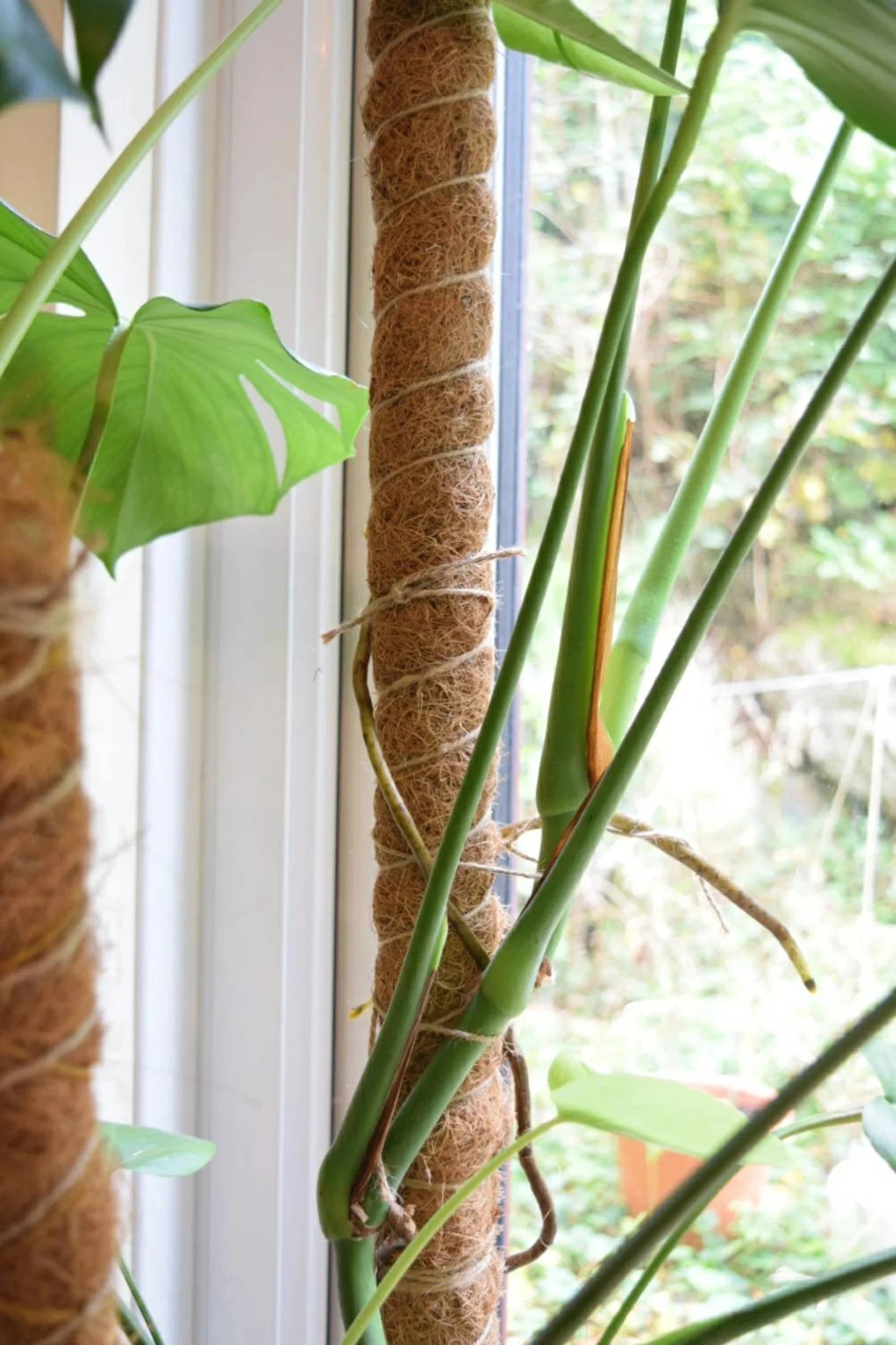 Moss Poles – The Botanic Hub