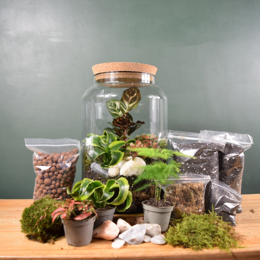 Large Terrarium Kit with 3 Plants Plant Lover Gift Closed Terrarium