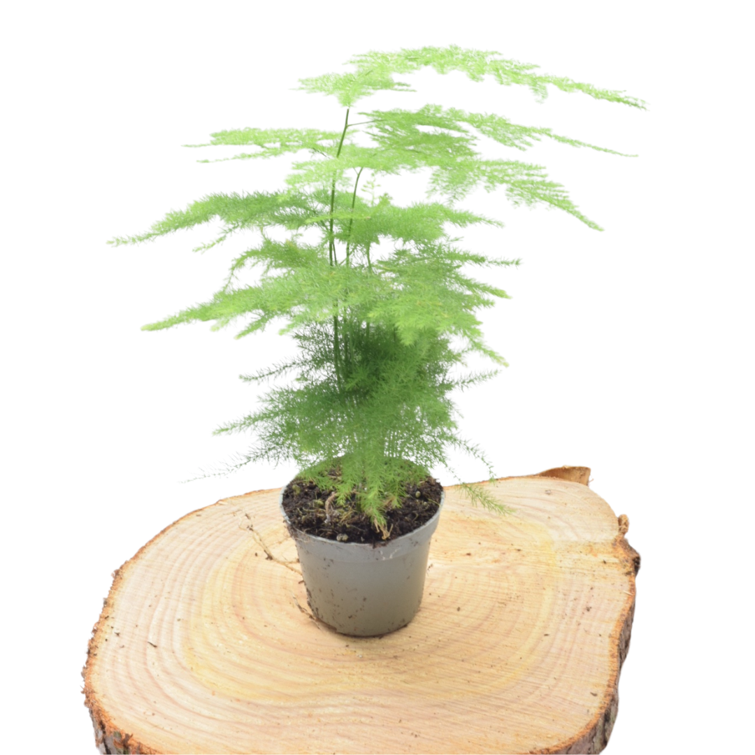 Asparagus Fern in 6cm pot - Terrarium Plants