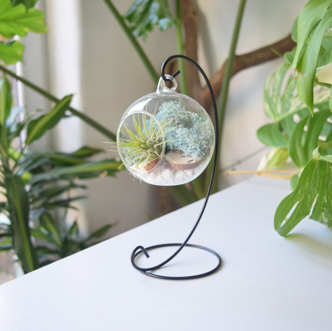 terrarium air plants uk DIY Terrarium Air Plant Kit - Light Blue Moss