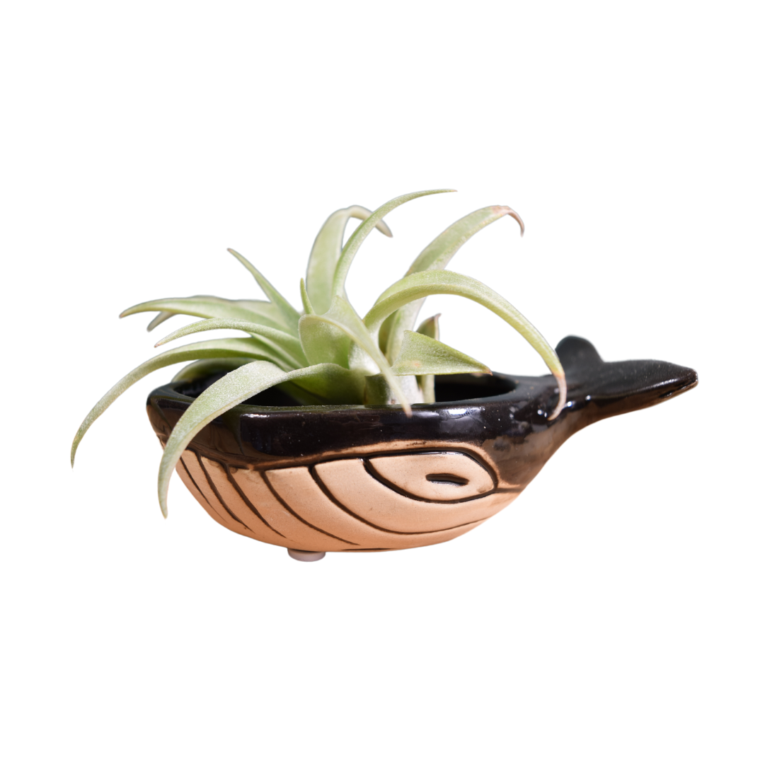 Ceramic Whale with Air Plant - Air Plant Holder
