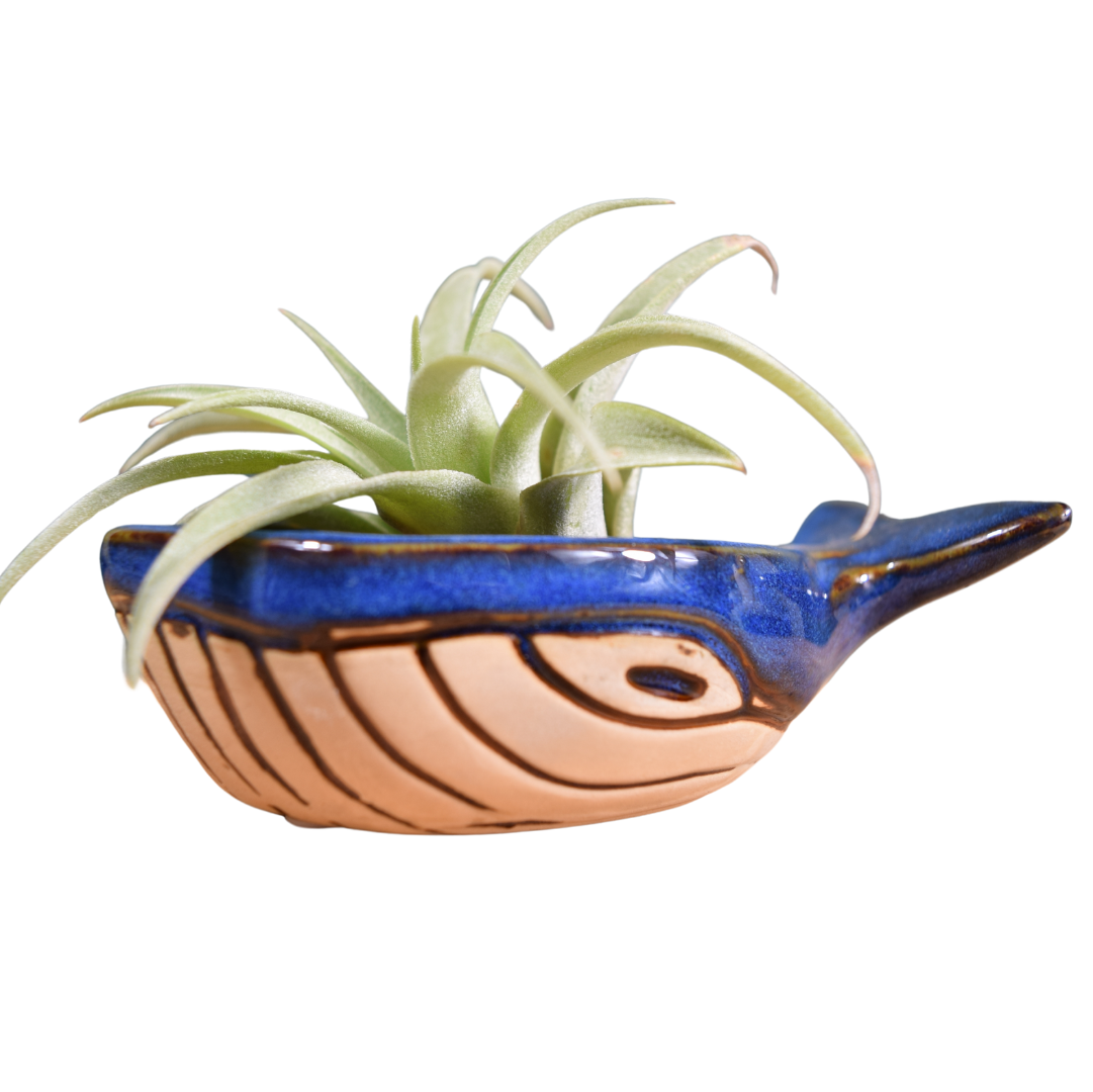 Ceramic Whale with Air Plant - Air Plant Holder