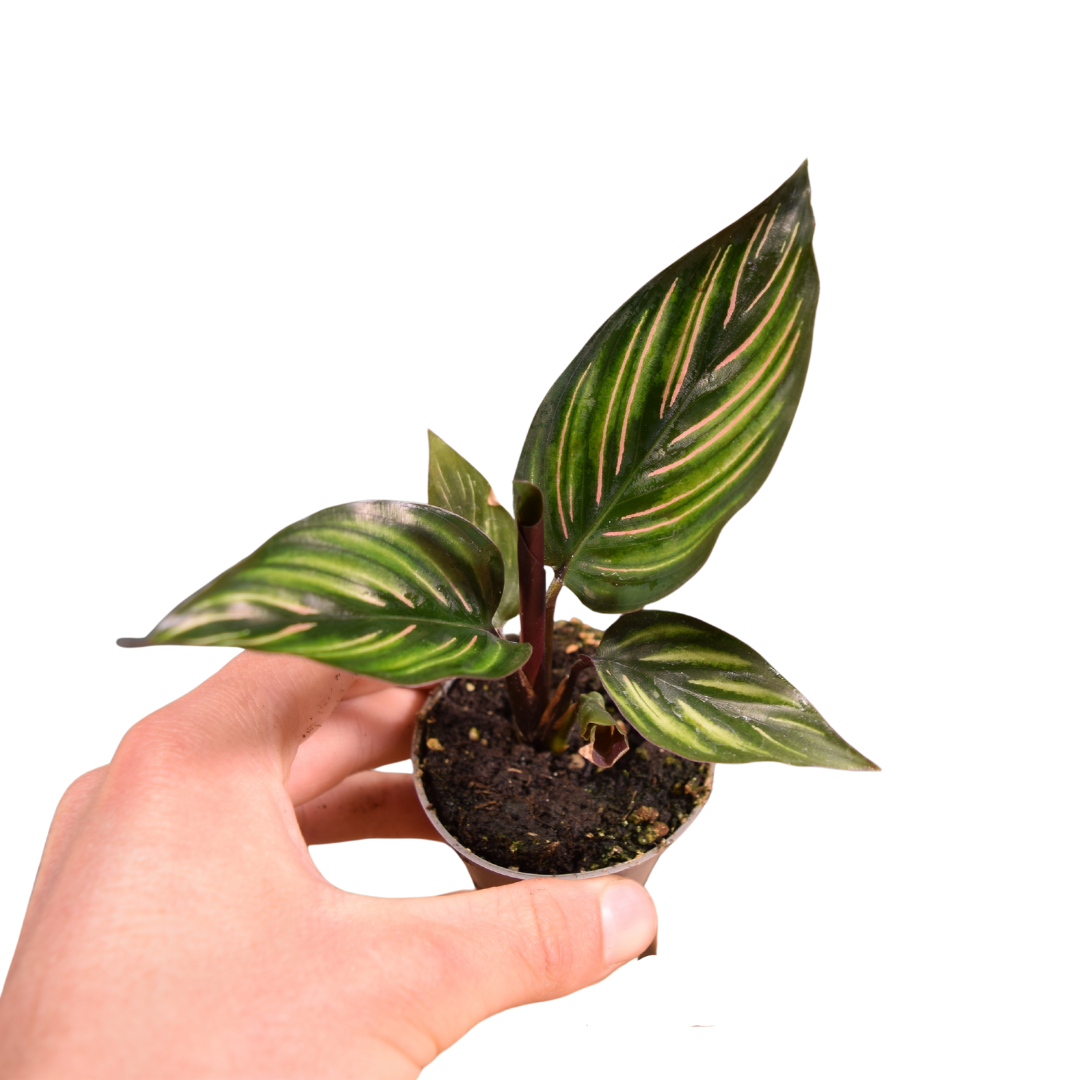 Calathea ornata 'Mieli' Baby Plant 6cm Pot