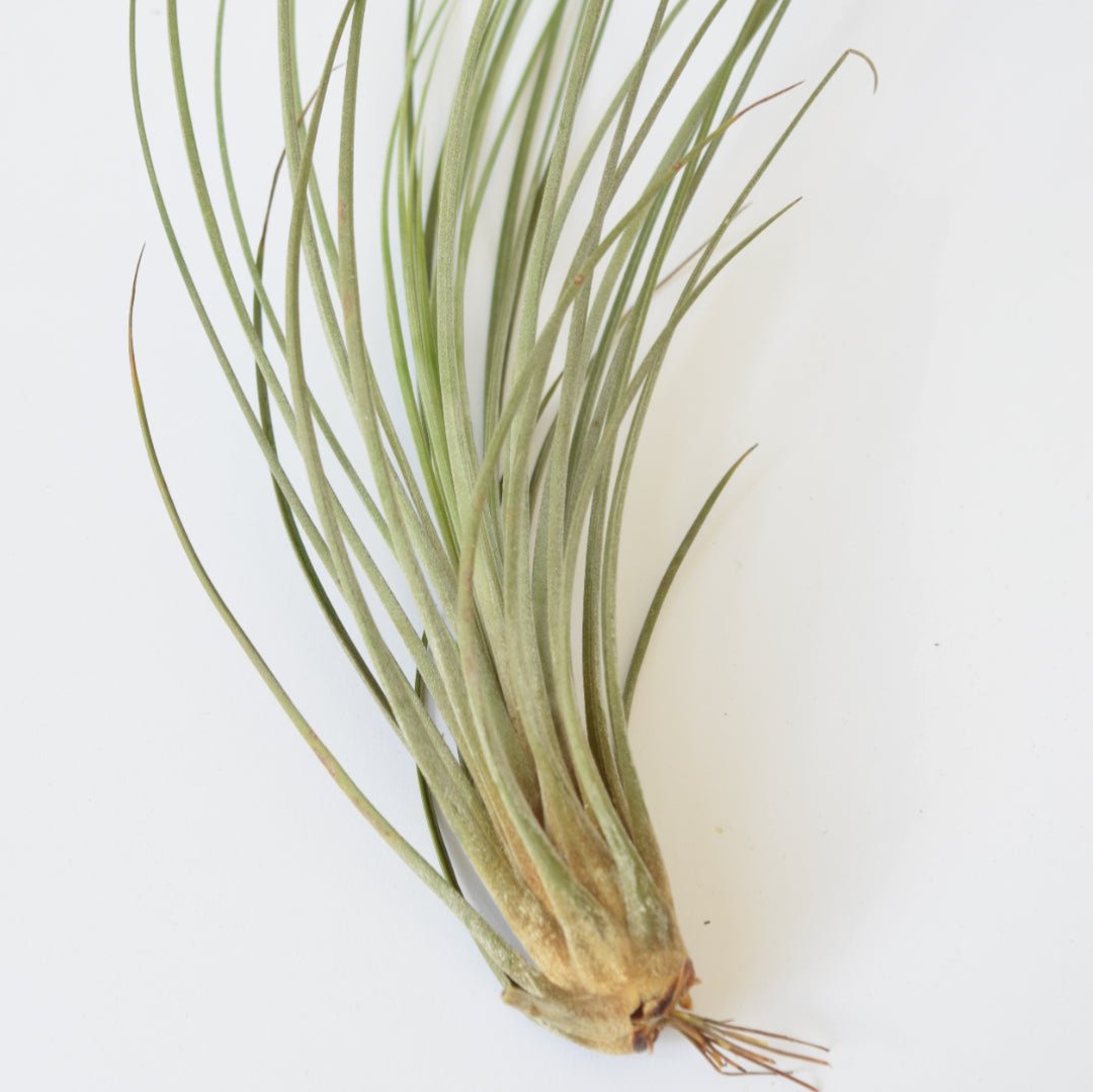 Air Plant Mix - Tillandsias - Plant Lover Gift