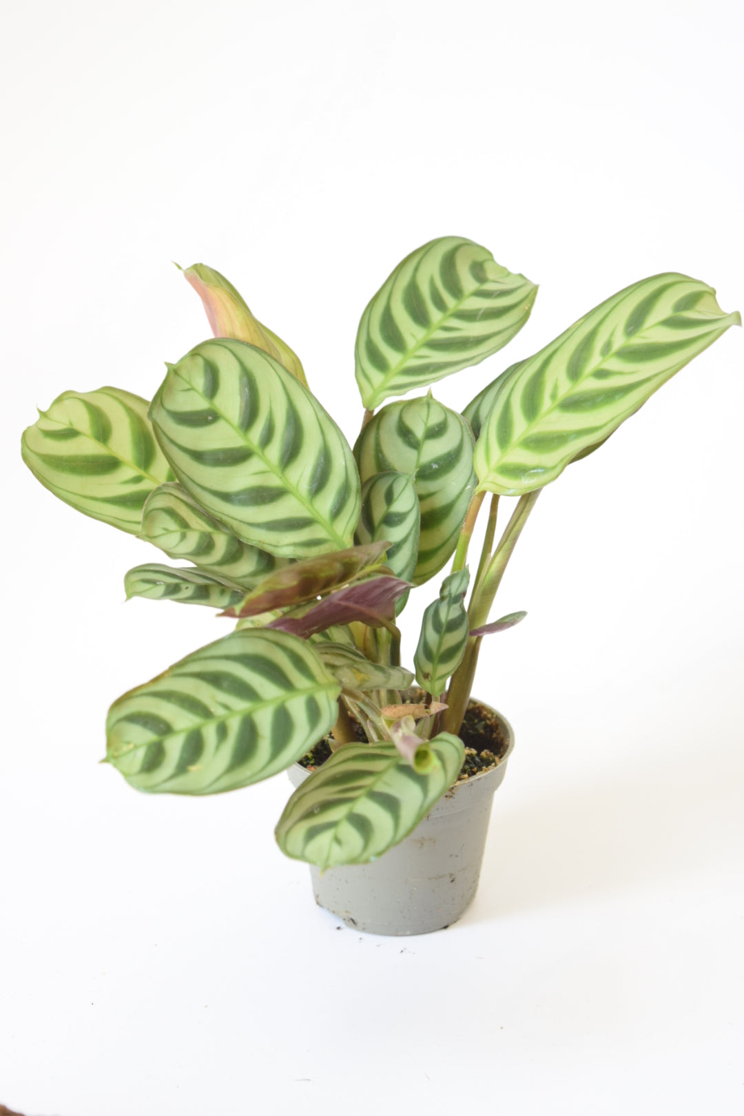 Surprise Terrarium Plant Mix in 5-6cm pots - Plant Gift - Fittonia, Calathea - Baby Plants