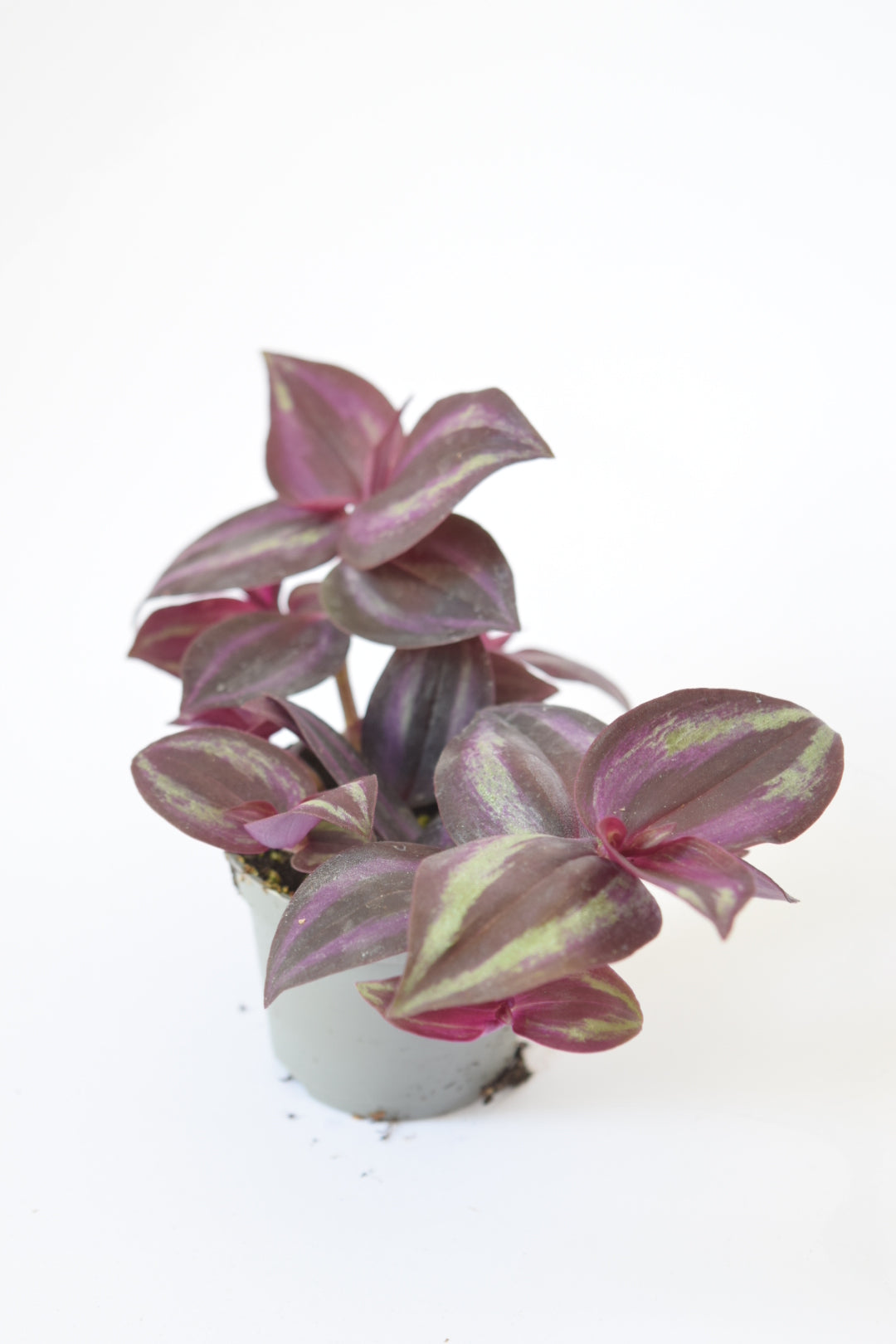 Surprise Terrarium Plant Mix in 5-6cm pots - Plant Gift - Fittonia, Calathea - Baby Plants