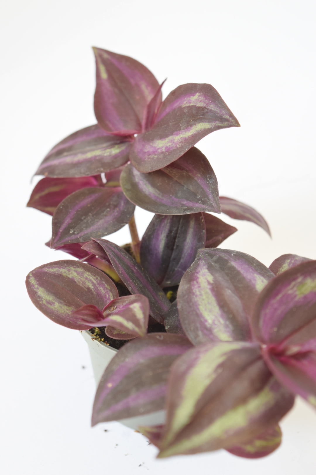 Surprise Terrarium Plant Mix in 5-6cm pots - Plant Gift - Fittonia, Calathea - Baby Plants