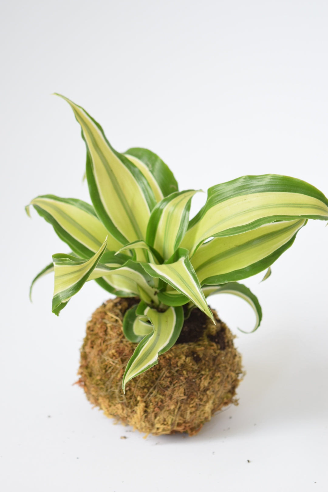 Surprise Terrarium Plant Mix in 5-6cm pots - Plant Gift - Fittonia, Calathea - Baby Plants