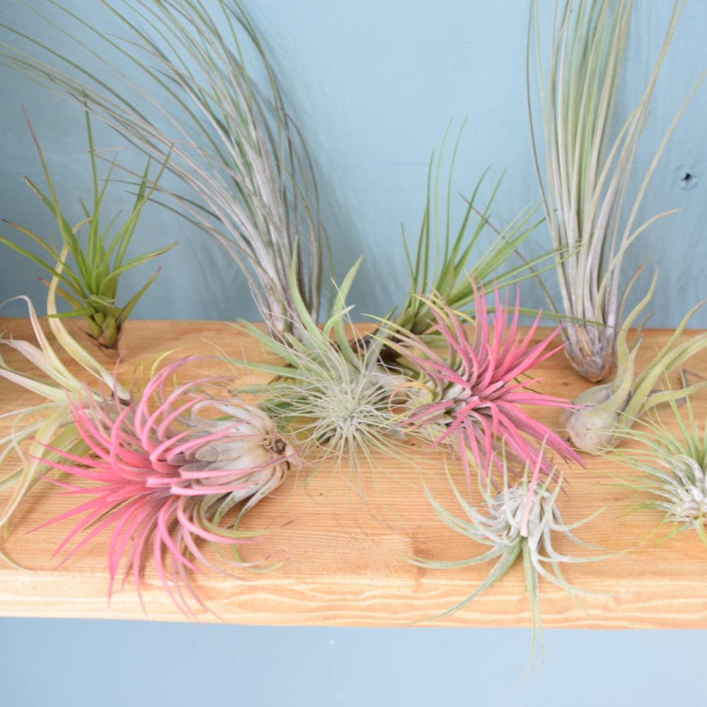Air Plant Mix - Tillandsias - Plant Lover Gift