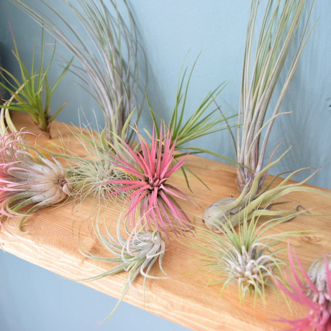 Air Plant Mix - Tillandsias - Plant Lover Gift