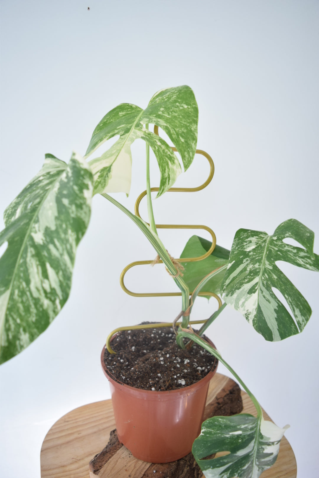 Metal Plant Support for Monstera Devils Ivy Pothos Philodendron - Mini Plant Pole - Indoor Plant - Climbing Plant Pole - Plant Gift Decor