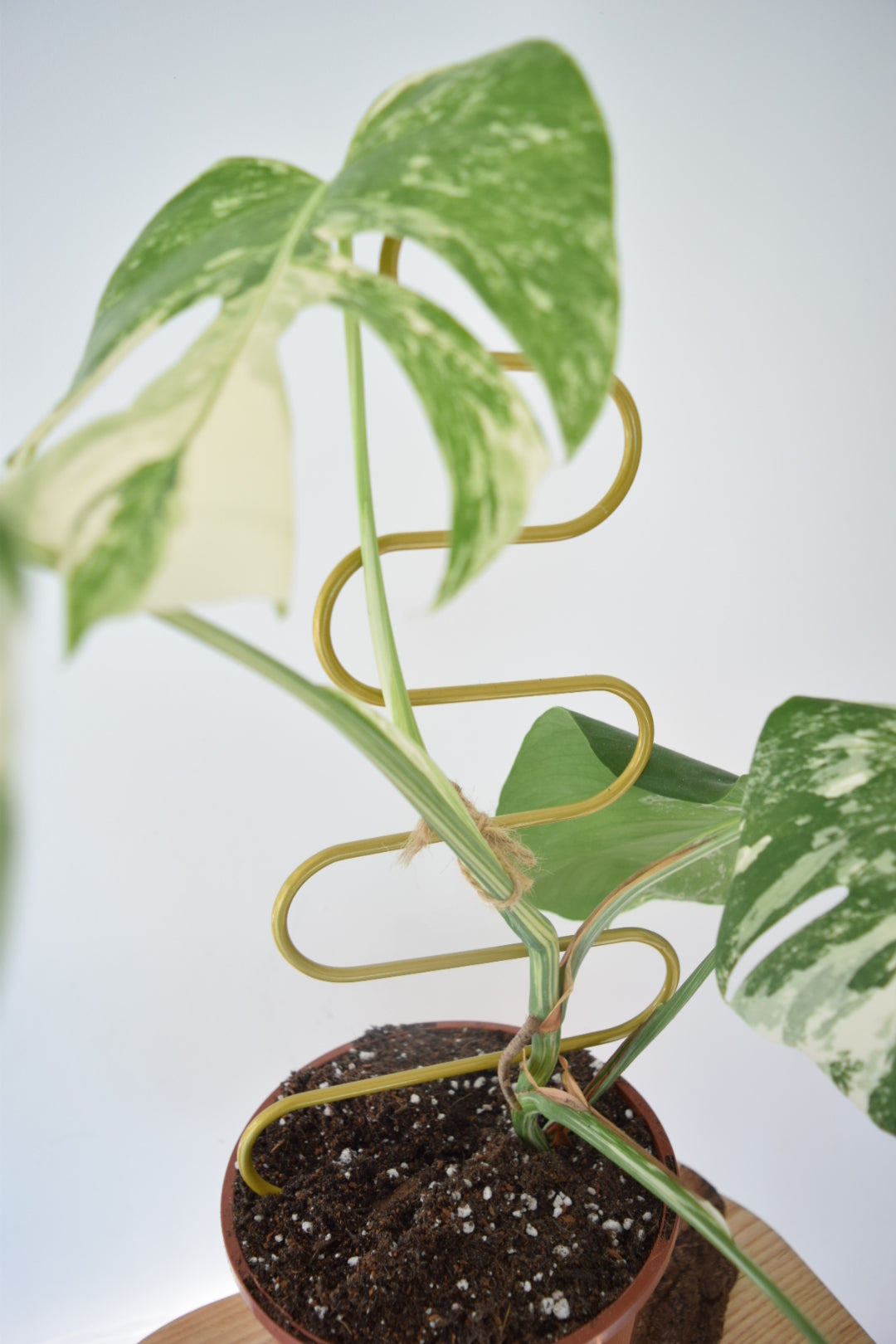 Metal Plant Support for Monstera Devils Ivy Pothos Philodendron - Mini Plant Pole - Indoor Plant - Climbing Plant Pole - Plant Gift Decor