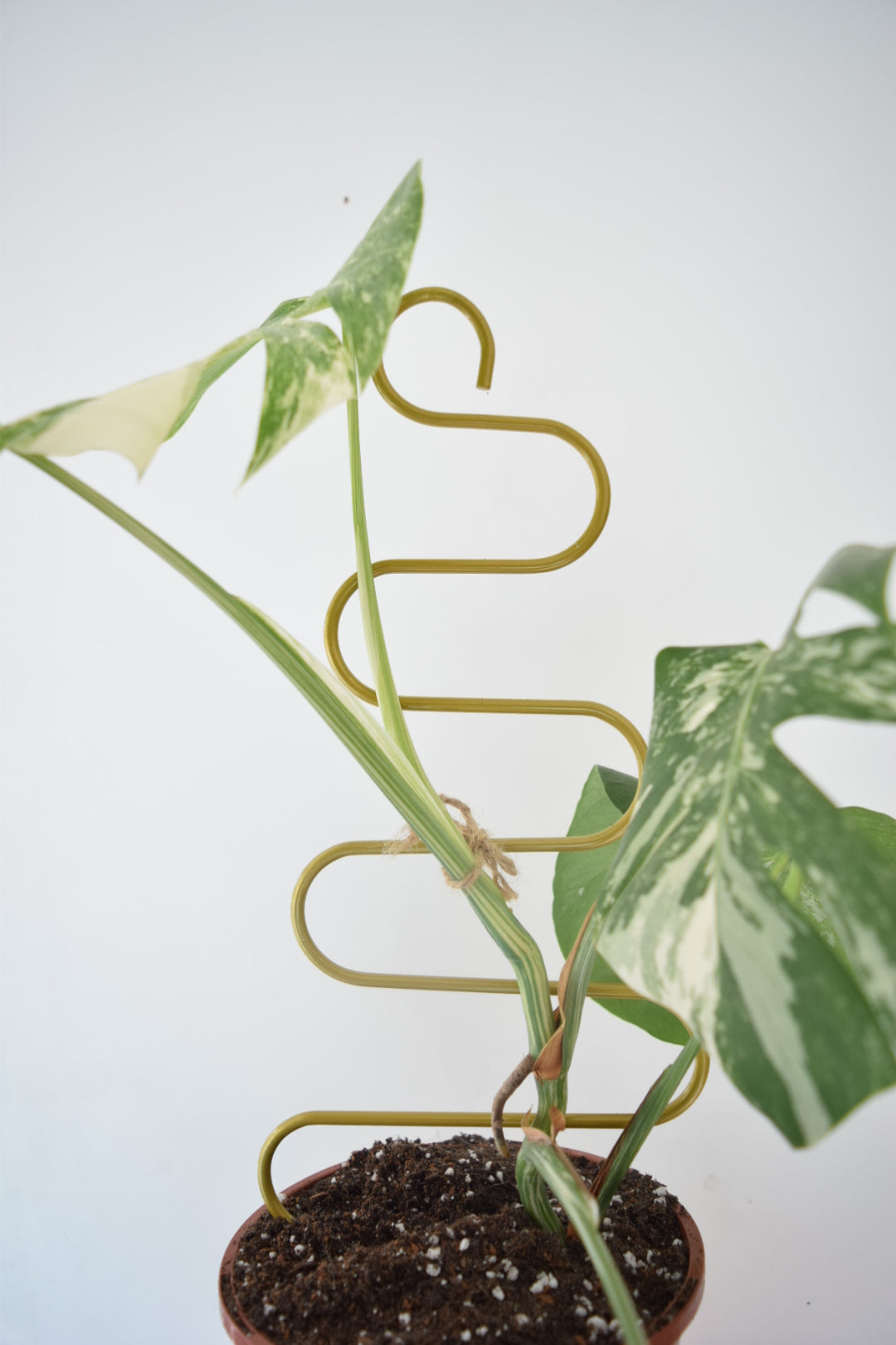 Metal Plant Support for Monstera Devils Ivy Pothos Philodendron - Mini Plant Pole - Indoor Plant - Climbing Plant Pole - Plant Gift Decor