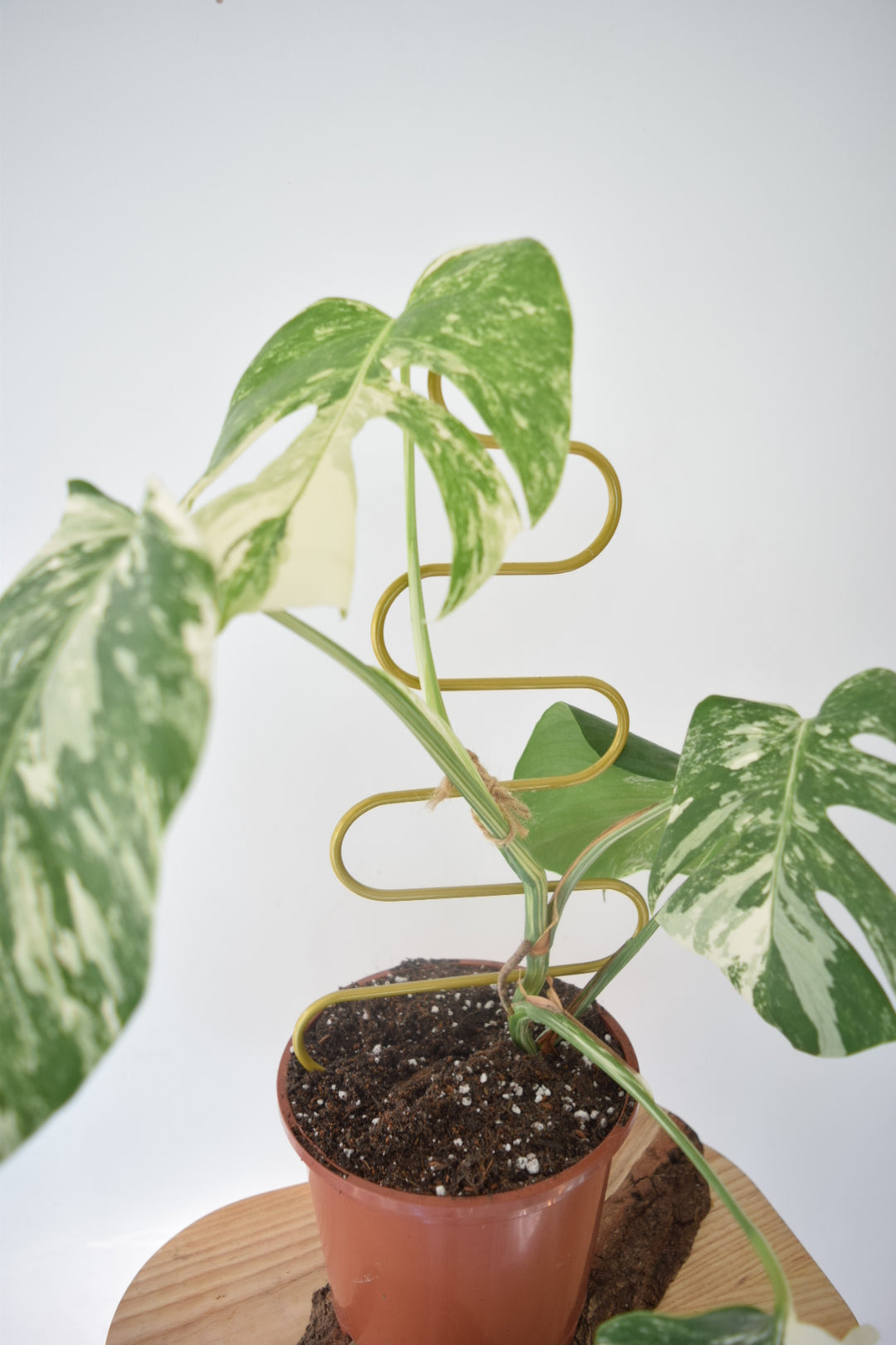 Metal Plant Support for Monstera Devils Ivy Pothos Philodendron - Mini Plant Pole - Indoor Plant - Climbing Plant Pole - Plant Gift Decor