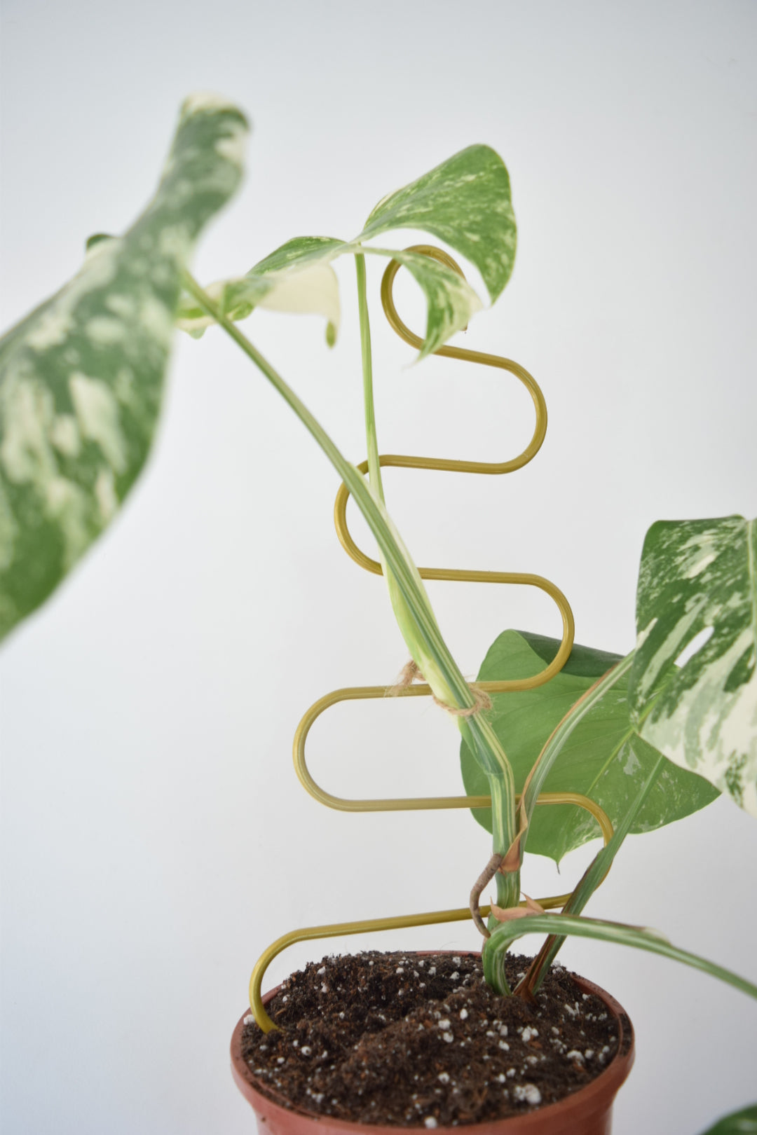 pothos plant support Metal Plant Support for Monstera Devils Ivy Pothos Philodendron