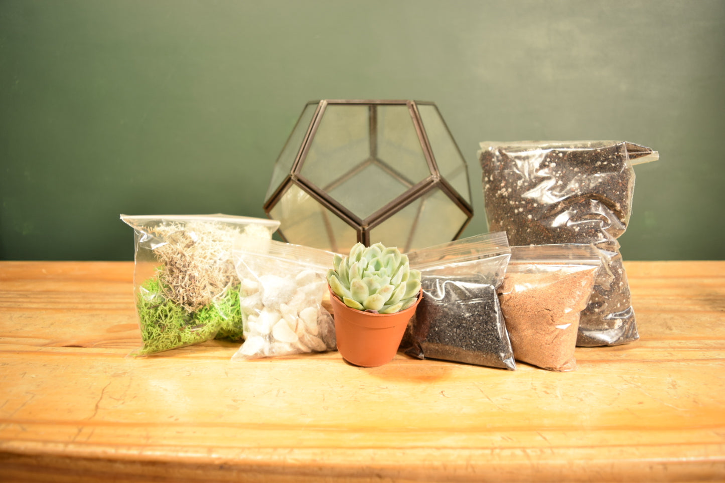 Black Terrarium Kit with Succulent or Cactus - Geometric Terrarium - Plant Lover Gift