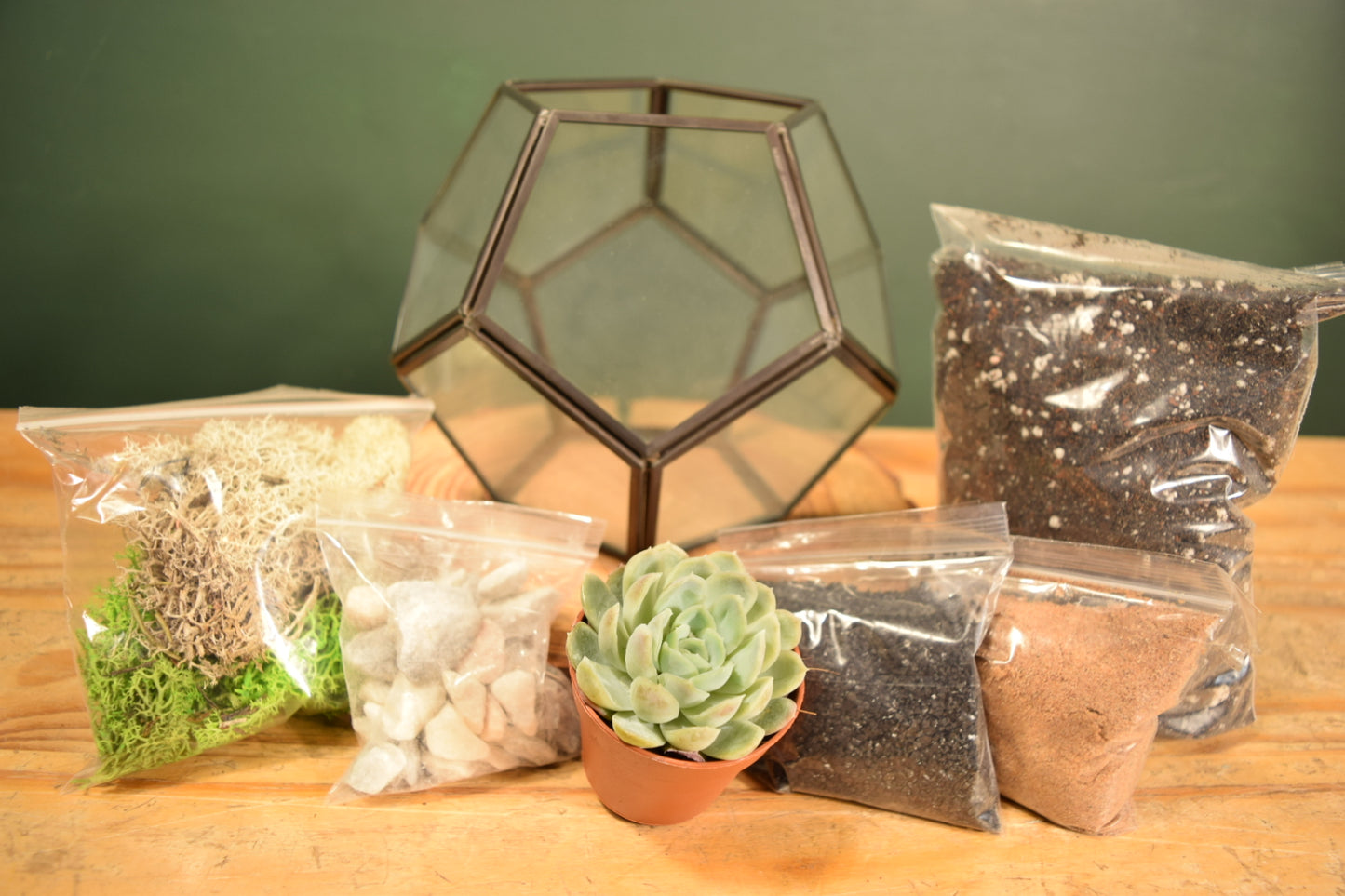 Black Terrarium Kit with Succulent or Cactus - Geometric Terrarium - Plant Lover Gift