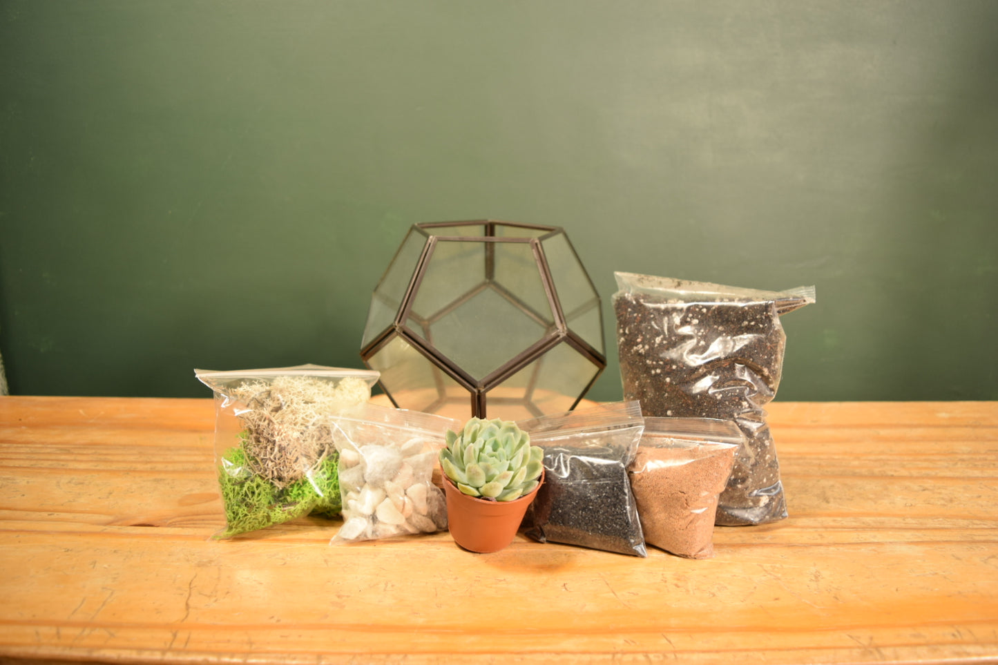 Black Terrarium Kit with Succulent or Cactus - Geometric Terrarium - Plant Lover Gift