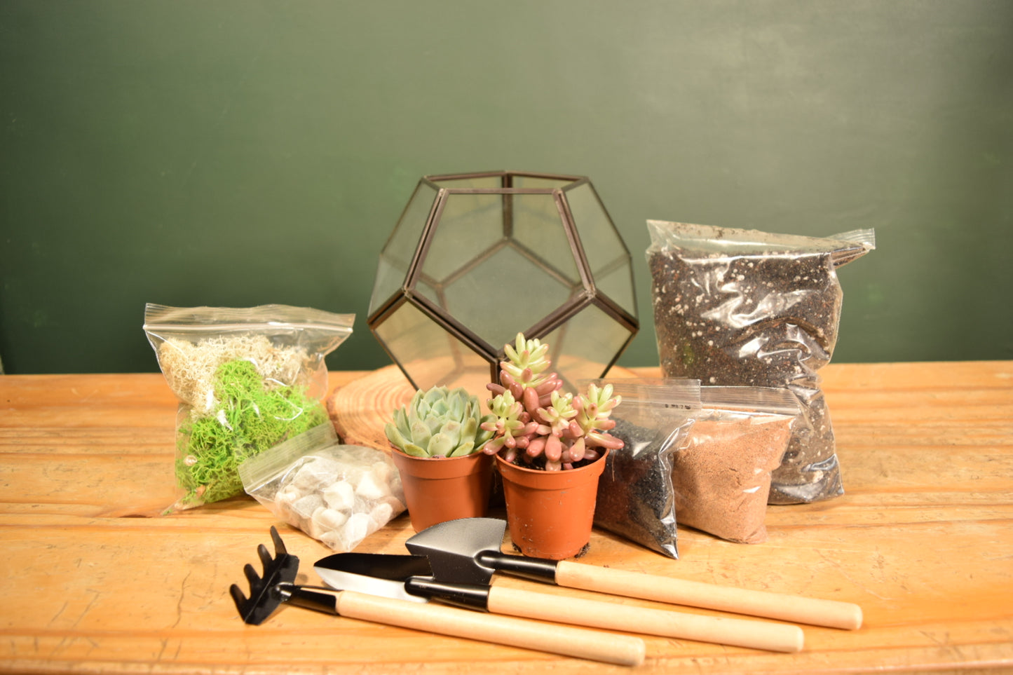 Black Terrarium Kit with Succulent or Cactus - Geometric Terrarium - Plant Lover Gift
