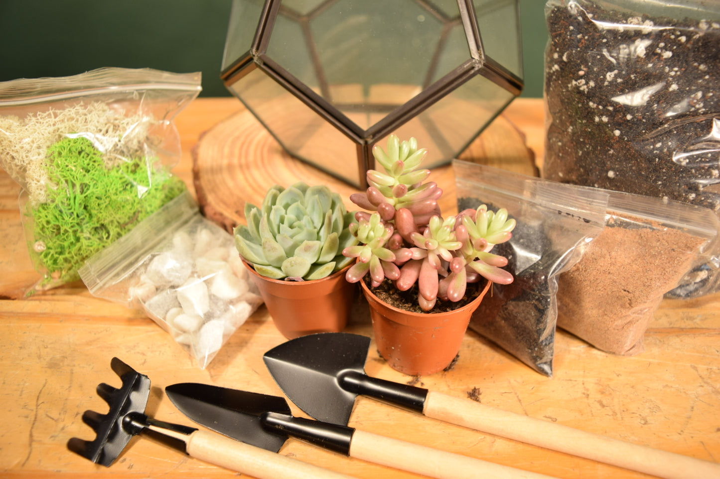 Black Terrarium Kit with Succulent or Cactus - Geometric Terrarium - Plant Lover Gift