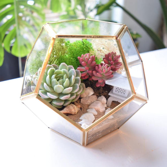 DIY terrarium kit with succulents. Gold lantern. Japanese lantern