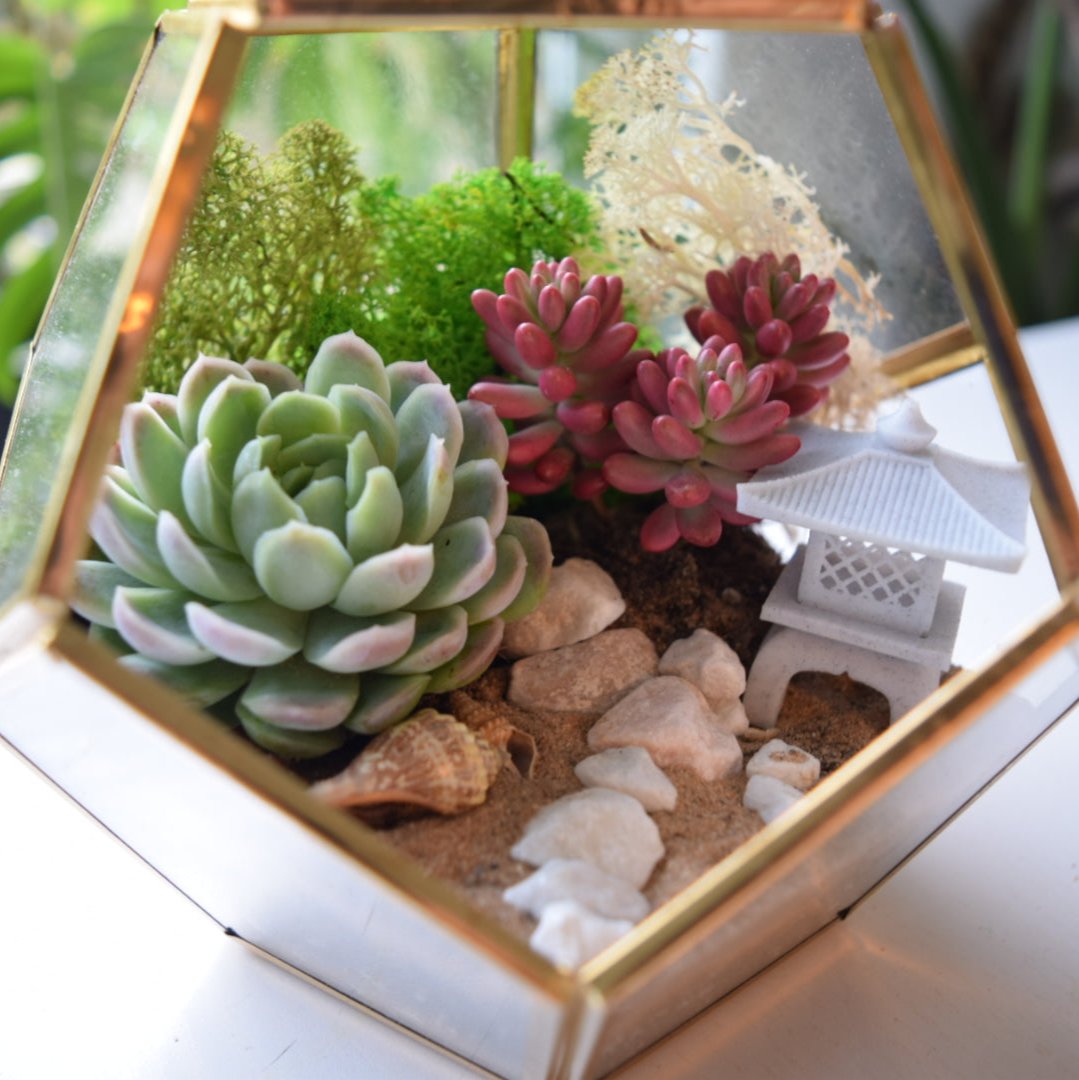 DIY terrarium kit with succulents. Gold lantern. Japanese lantern
