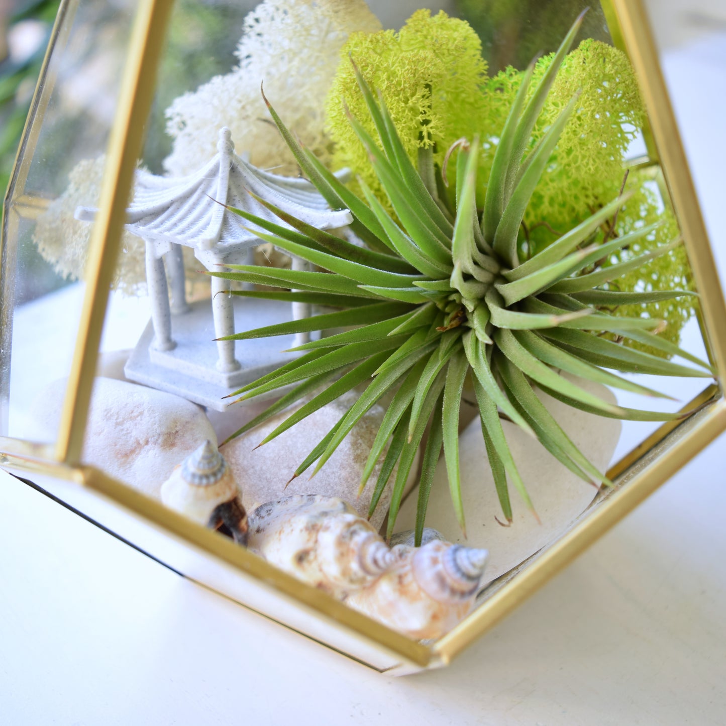 Terrarium Kit - Air Plants - Air Plant Display Holder - DIY Terrarium - Mother's Day Gift