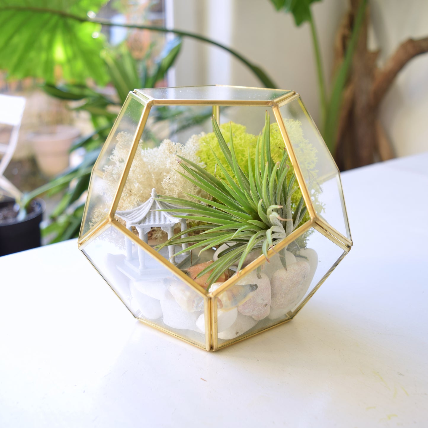 DIY Terrarium Kit - Air Plants - Air Plant Display Holder - DIY Terrarium - Plant Gift