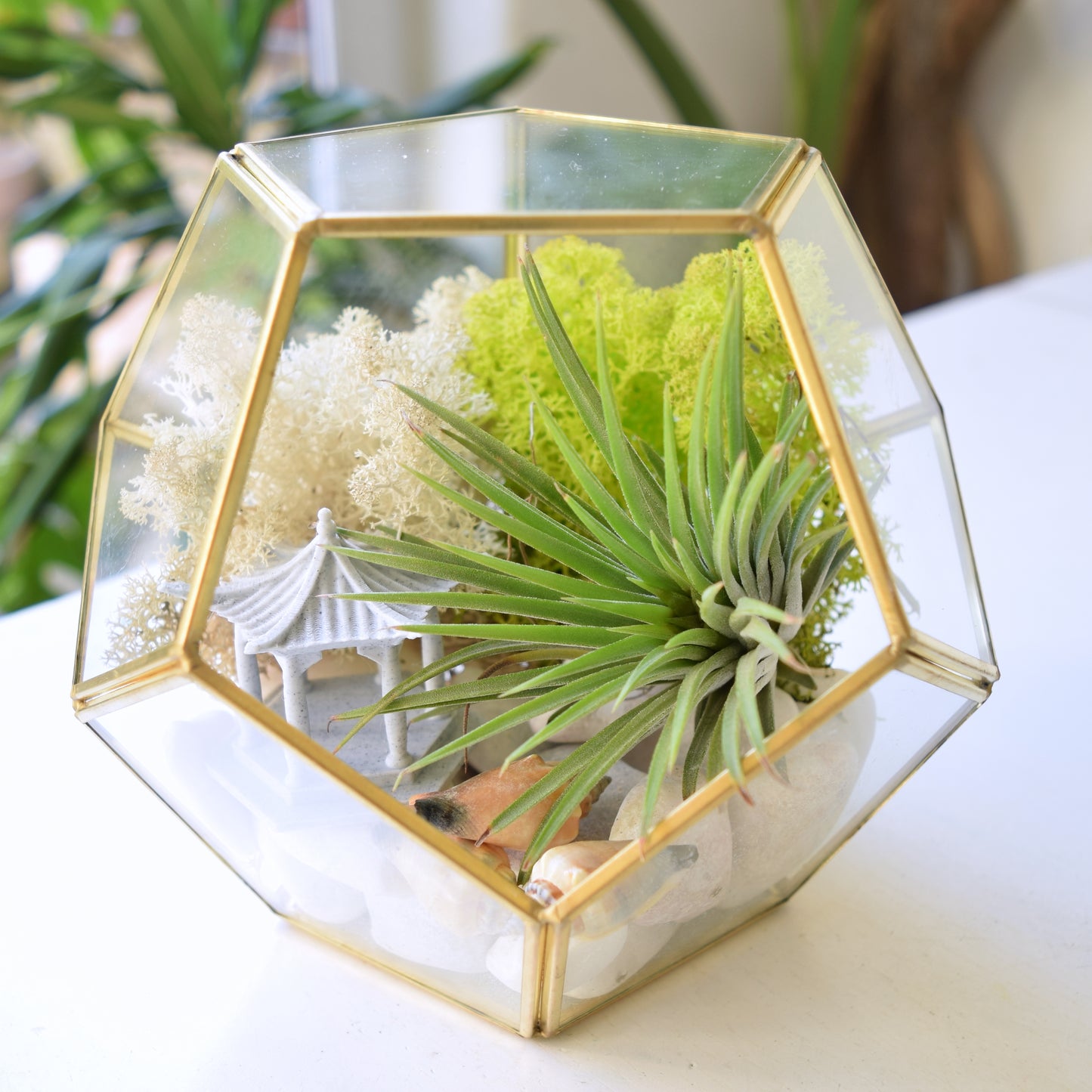 DIY Terrarium Kit - Air Plants - Air Plant Display Holder - DIY Terrarium - Mother's Day Gift