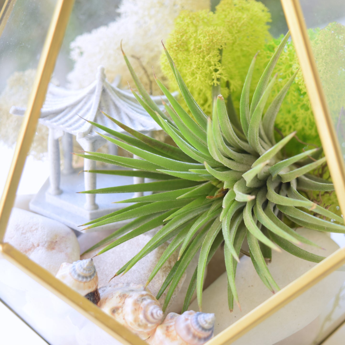 Terrarium Kit - Air Plants - Air Plant Display Holder - DIY Terrarium - Mother's Day Gift