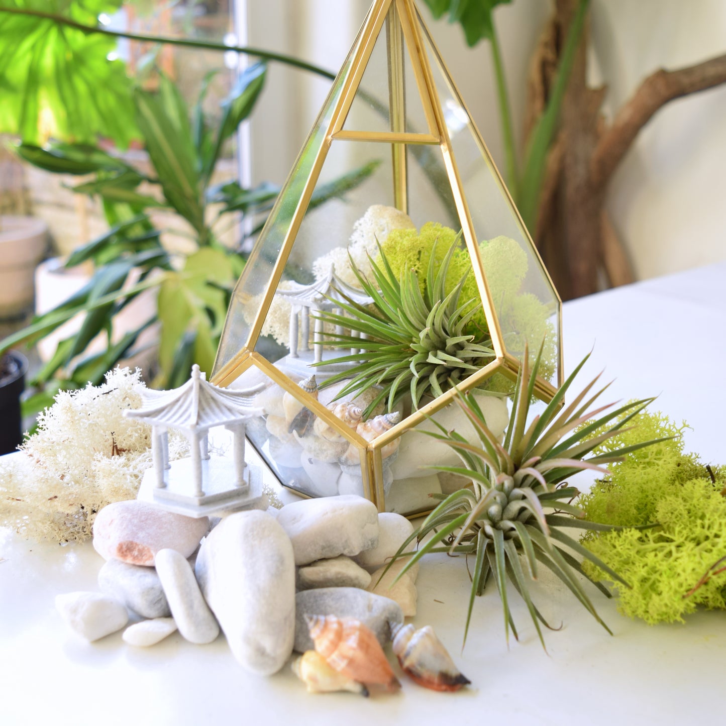 Terrarium Kit - Air Plants - Air Plant Display Holder - DIY Terrarium - Mother's Day Gift