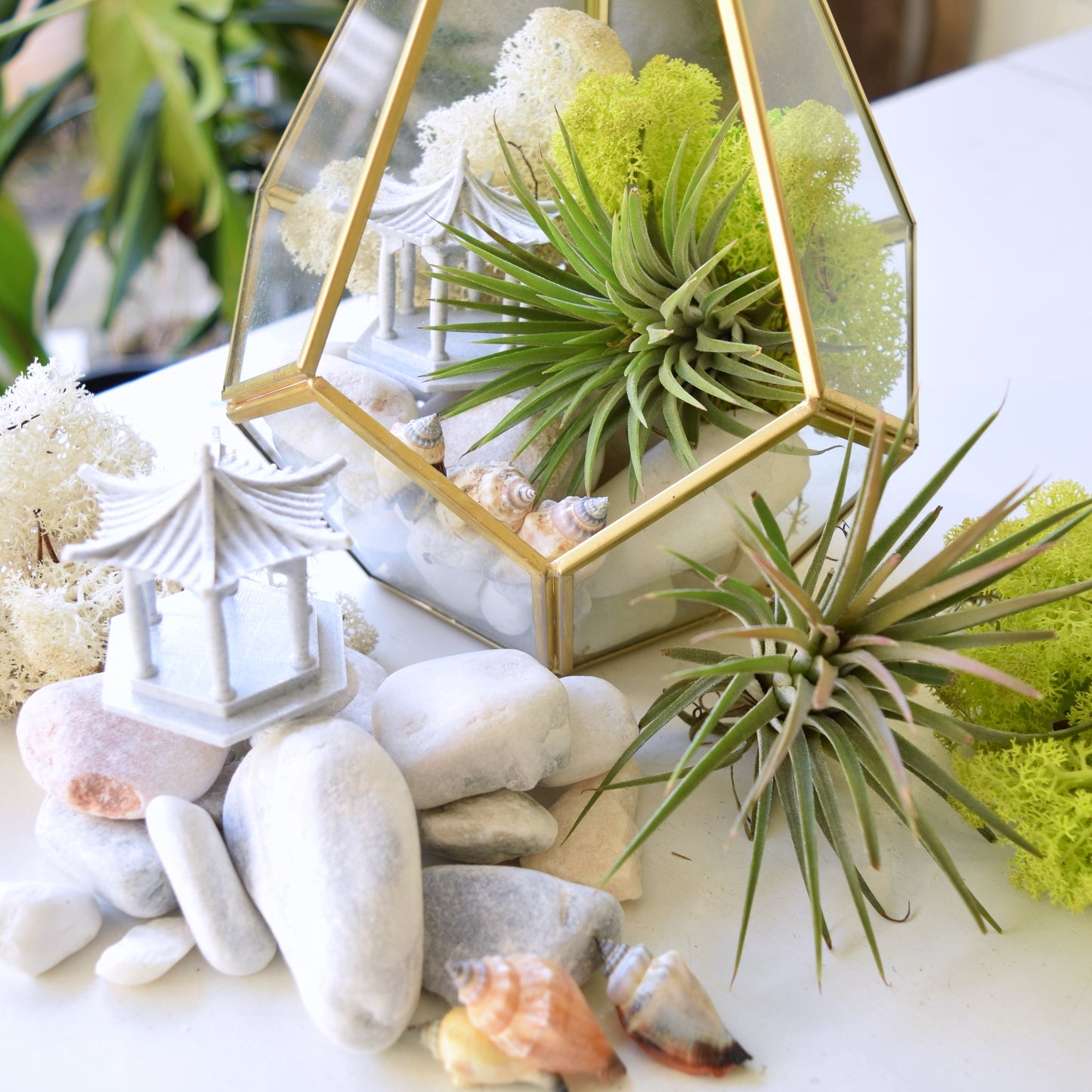 Terrarium Kit - Air Plants - Air Plant Display Holder - DIY Terrarium - Mother's Day Gift