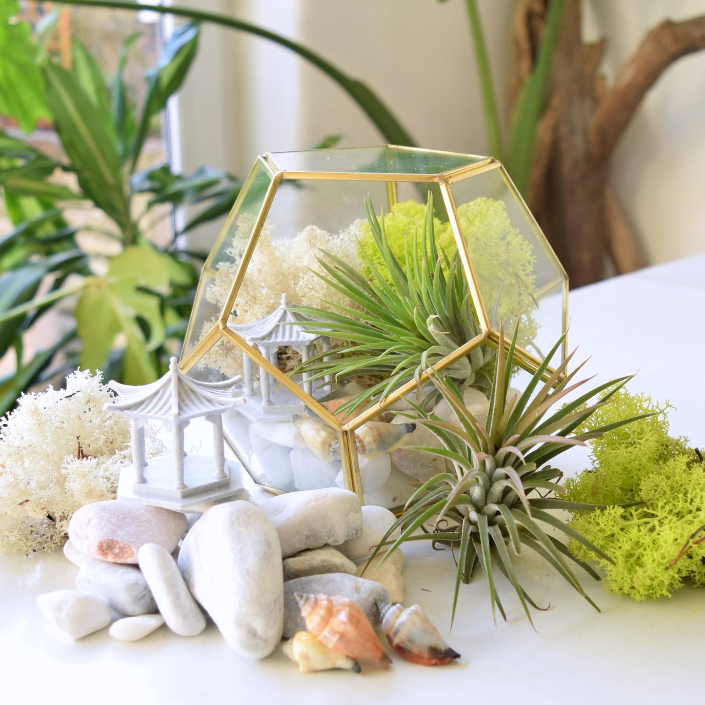 DIY Terrarium Kit - Air Plants - Air Plant Display Holder - DIY Terrarium - Mother's Day Gift