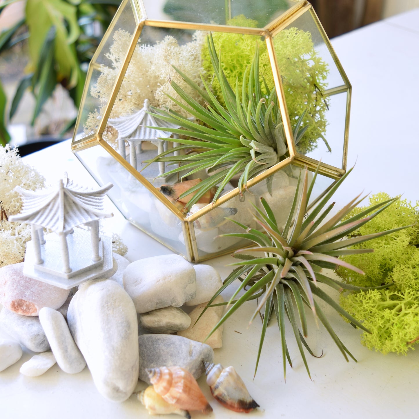 DIY Terrarium Kit - Air Plants - Air Plant Display Holder - DIY Terrarium - Mother's Day Gift