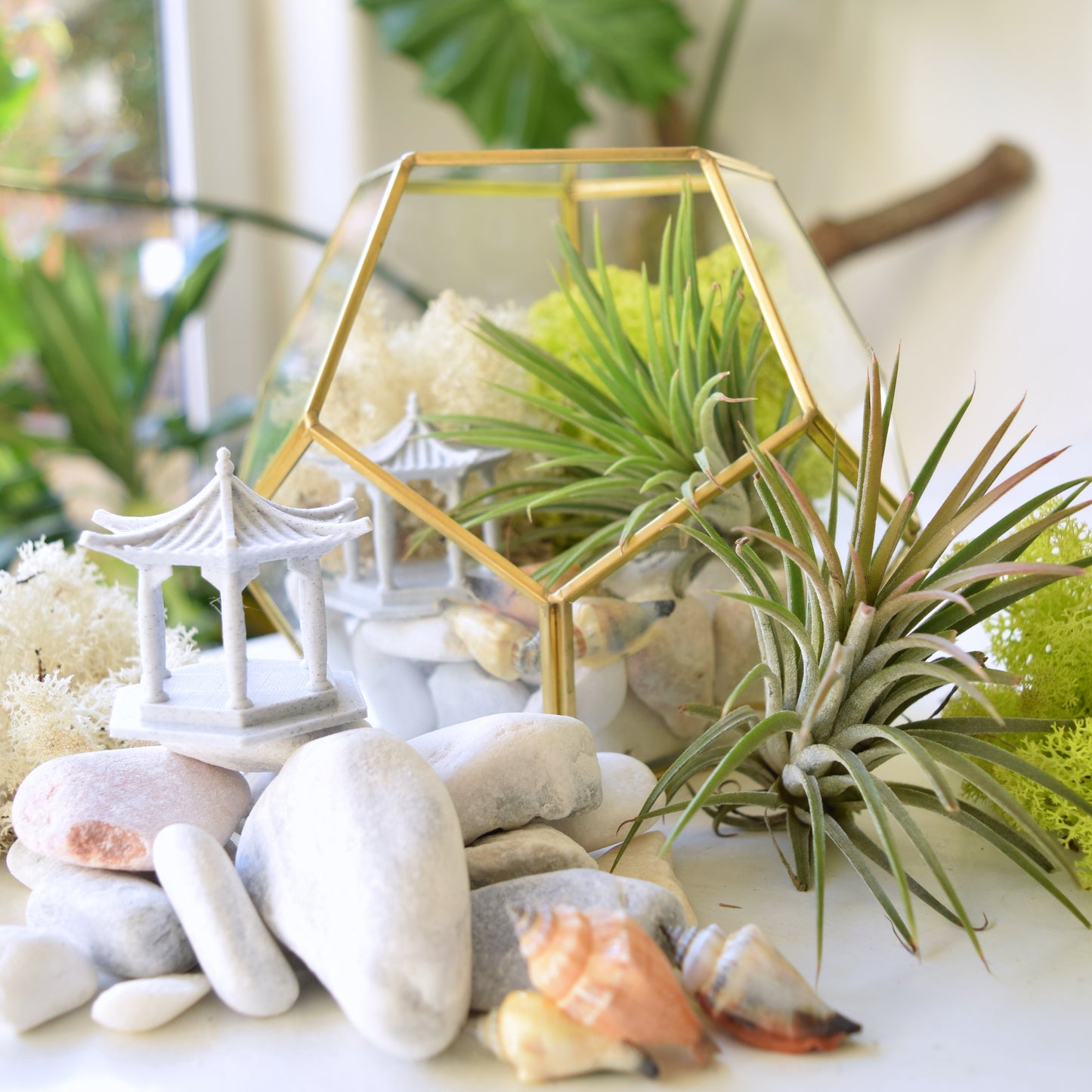 DIY Terrarium Kit - Air Plants - Air Plant Display Holder - DIY Terrarium - Mother's Day Gift