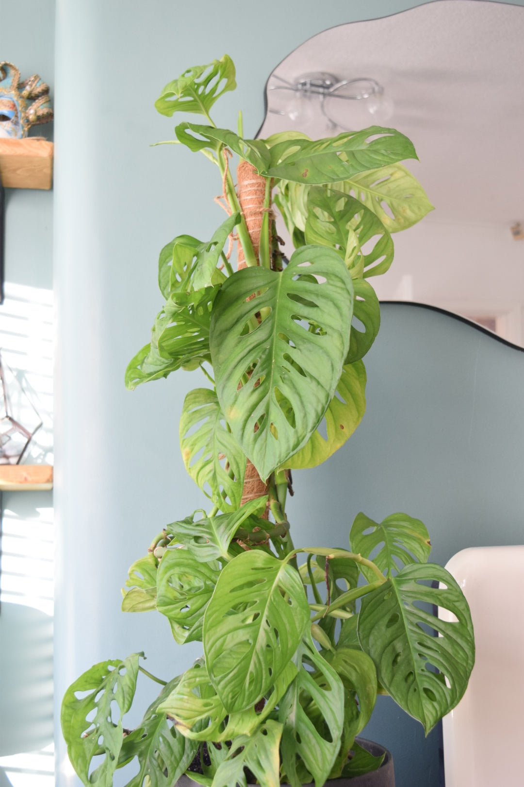80cm Slim Moss Pole - Climbing Plant Support