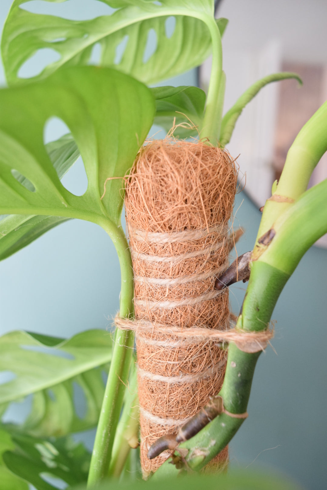 monstera plant climbing pole 80cm Slim Moss Pole Plant Support for Monstera, Philodendron and other climbing plants