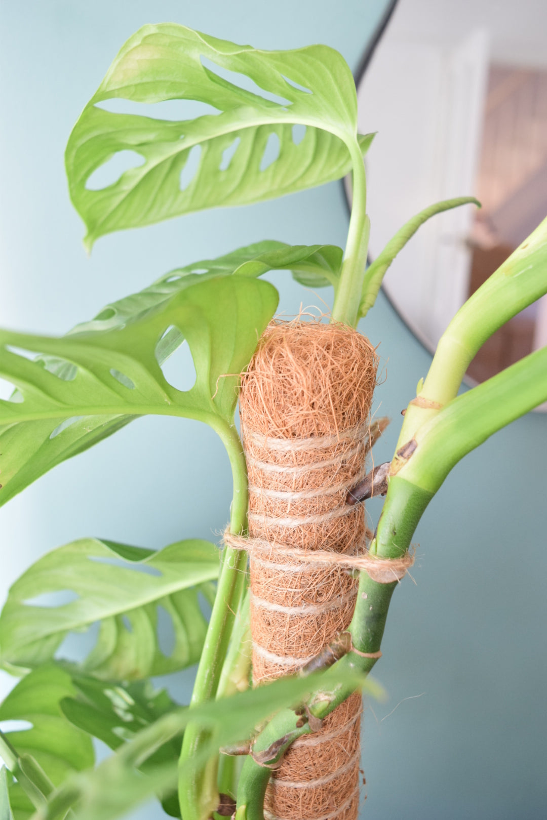 80cm Slim Moss Pole - Climbing Plant Support