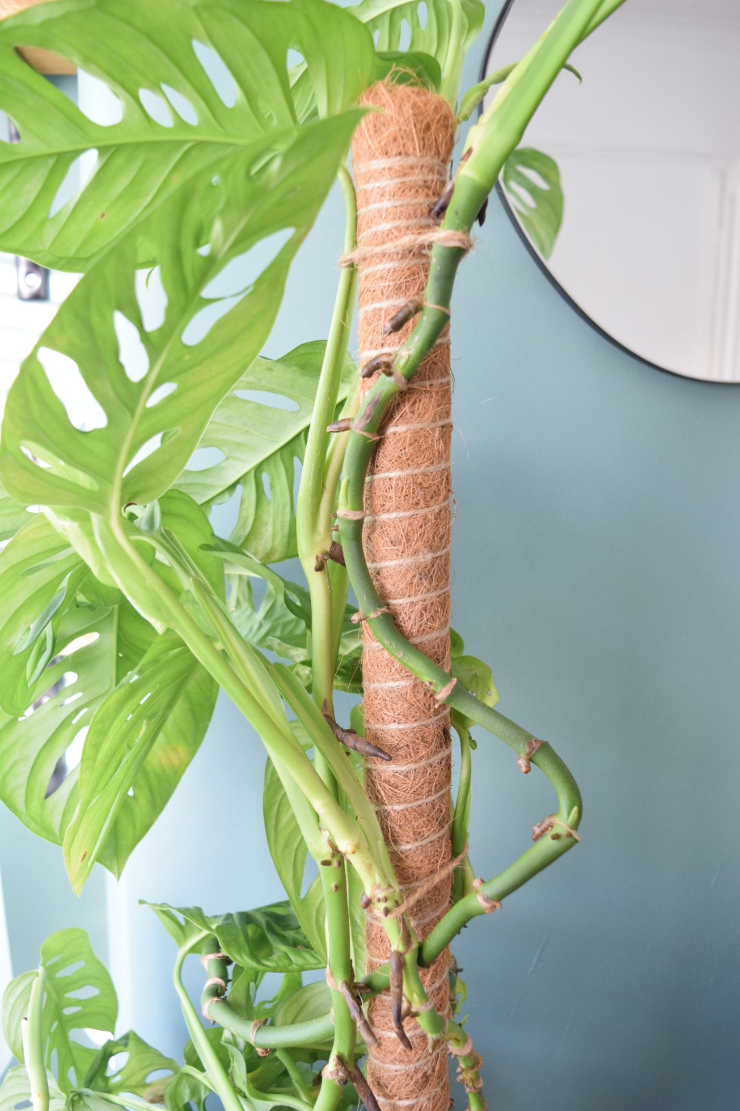 80cm Slim Moss Pole - Climbing Plant Support