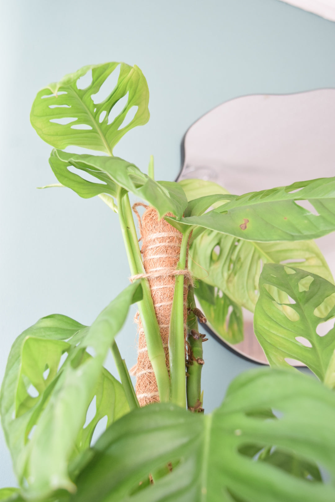 80cm Slim Moss Pole - Climbing Plant Support