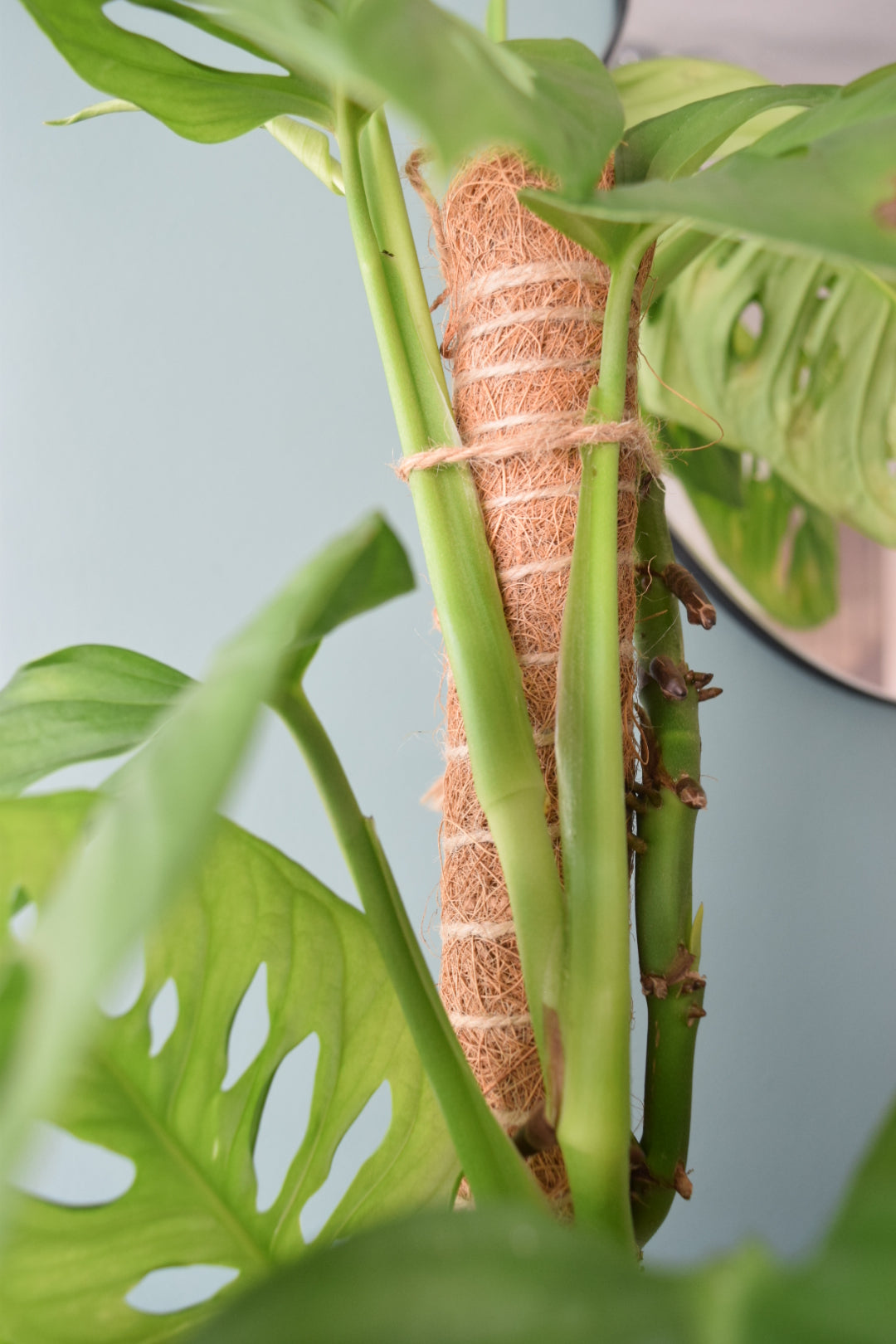 80cm Slim Moss Pole - Climbing Plant Support