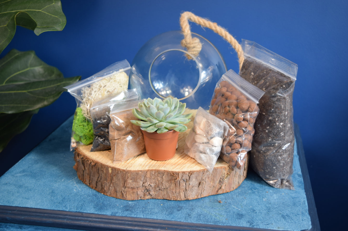 Glass Globe Terrarium with Plant Succulent or Cactus UK Plant Gift