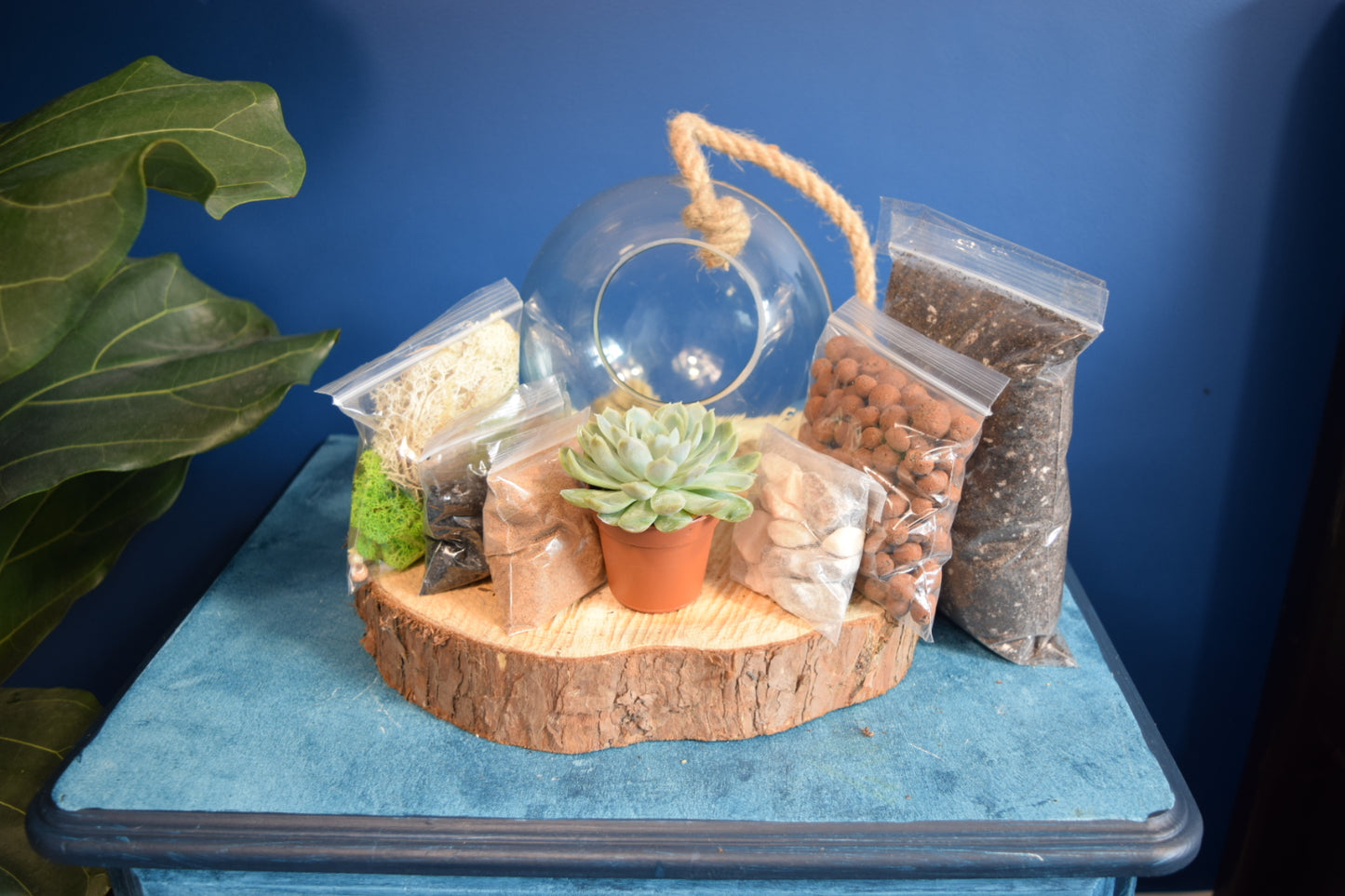 Glass Globe Terrarium with Plant Succulent or Cactus UK Plant Gift