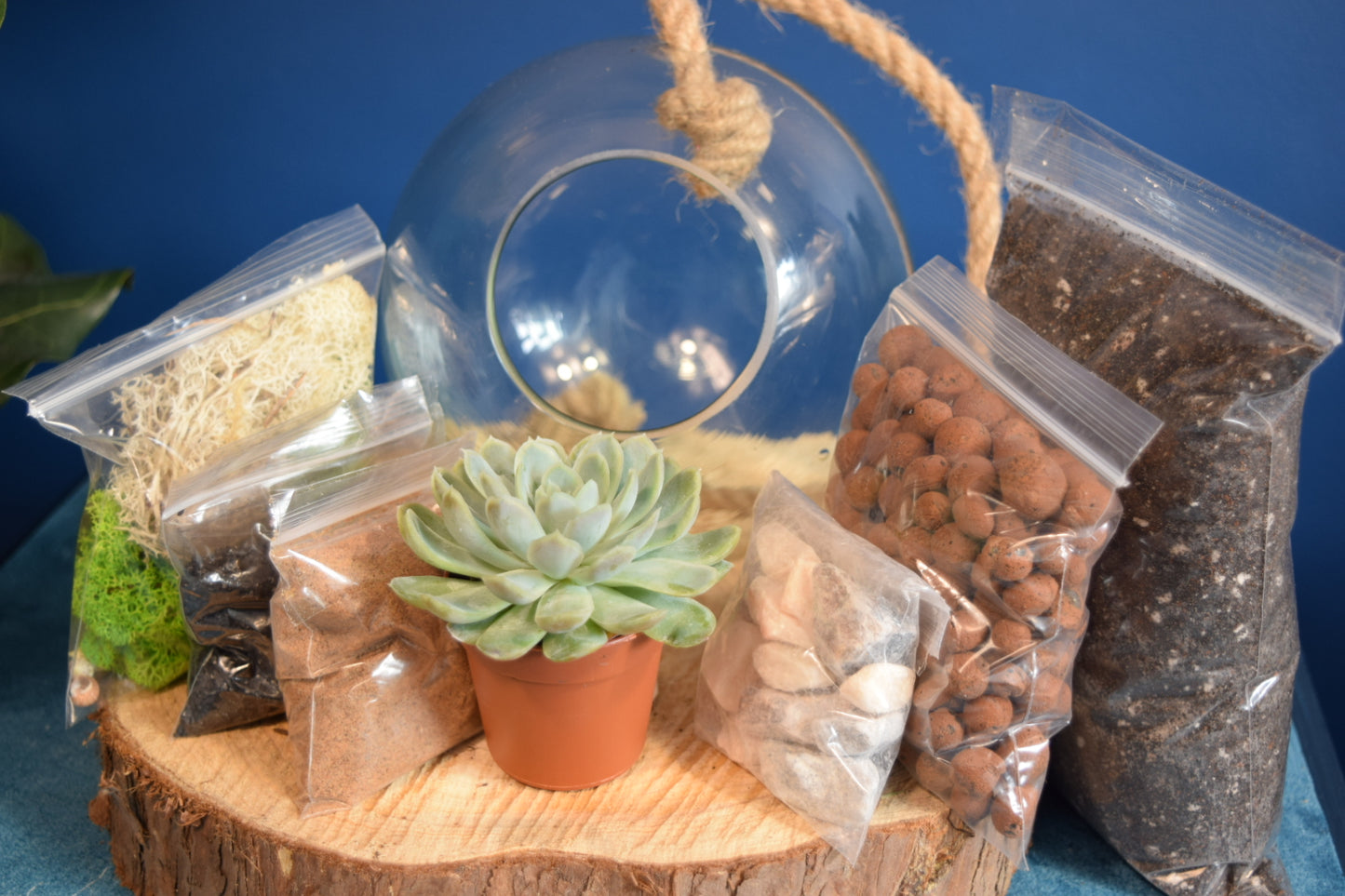 Glass Globe Terrarium with Plant Succulent or Cactus UK Plant Gift