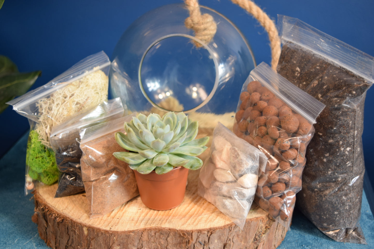 Glass Globe Terrarium with Plant Succulent or Cactus UK Plant Gift