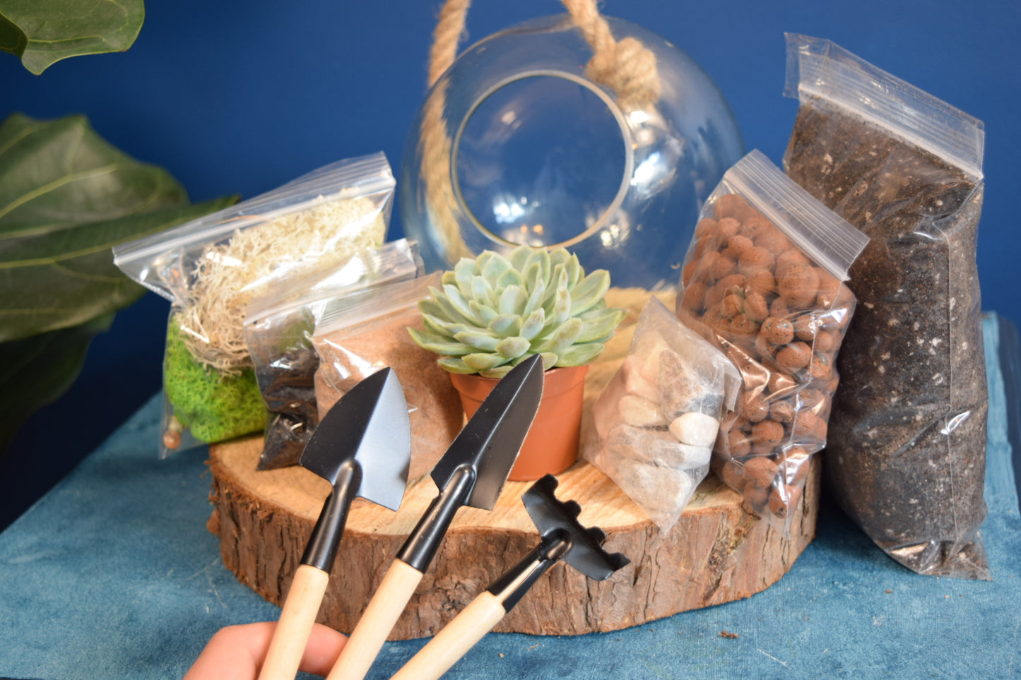 Glass Globe Terrarium with Plant Succulent or Cactus UK Plant Gift