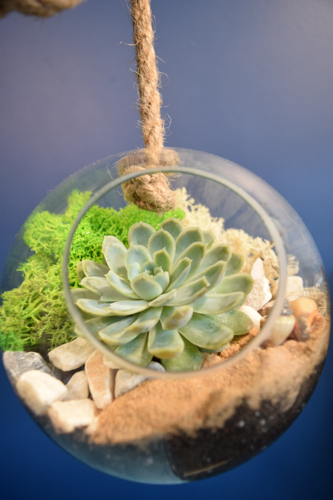 Glass Globe Terrarium with Plant Succulent or Cactus UK Plant Gift