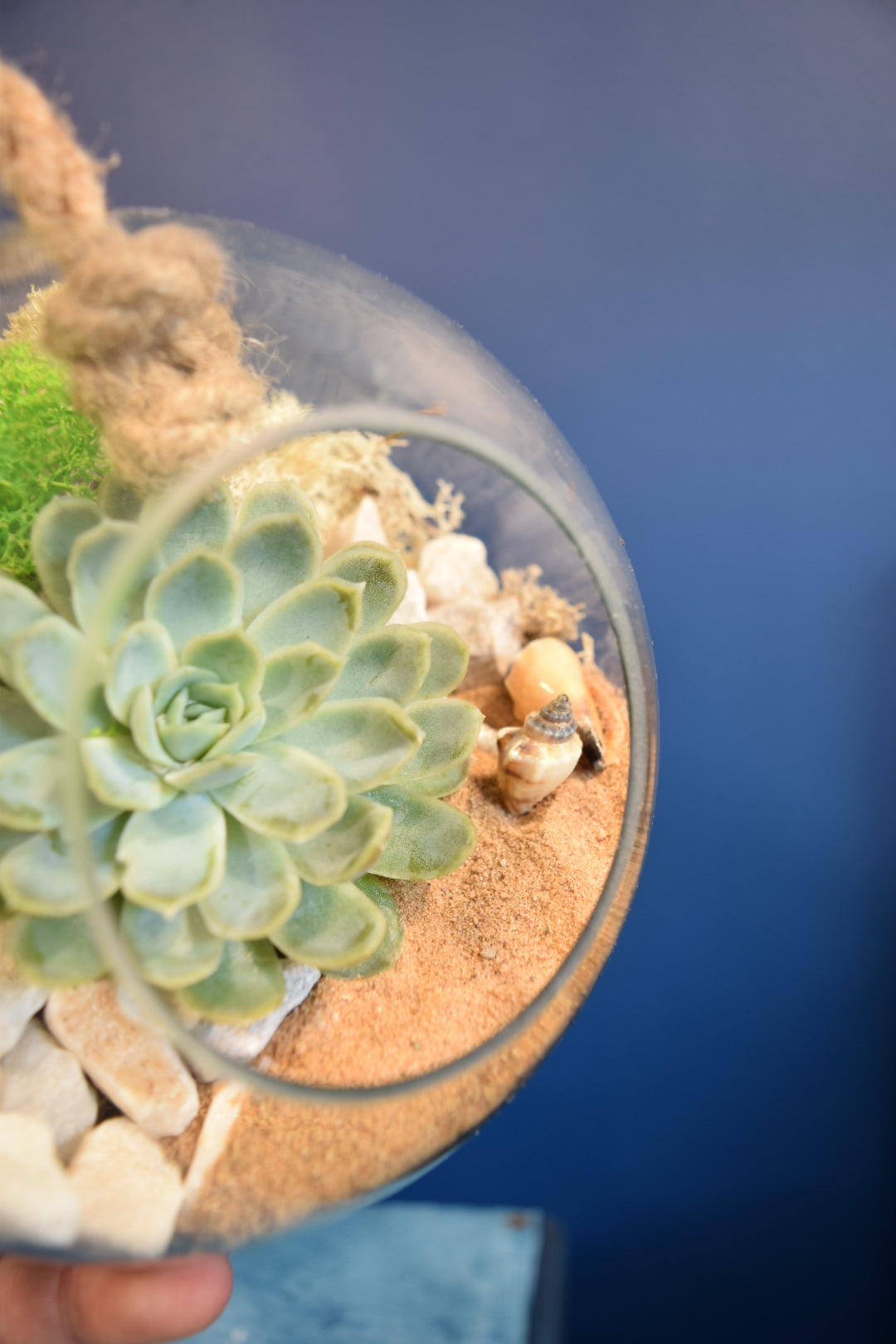 Glass Globe Terrarium with Plant Succulent or Cactus UK Plant Gift